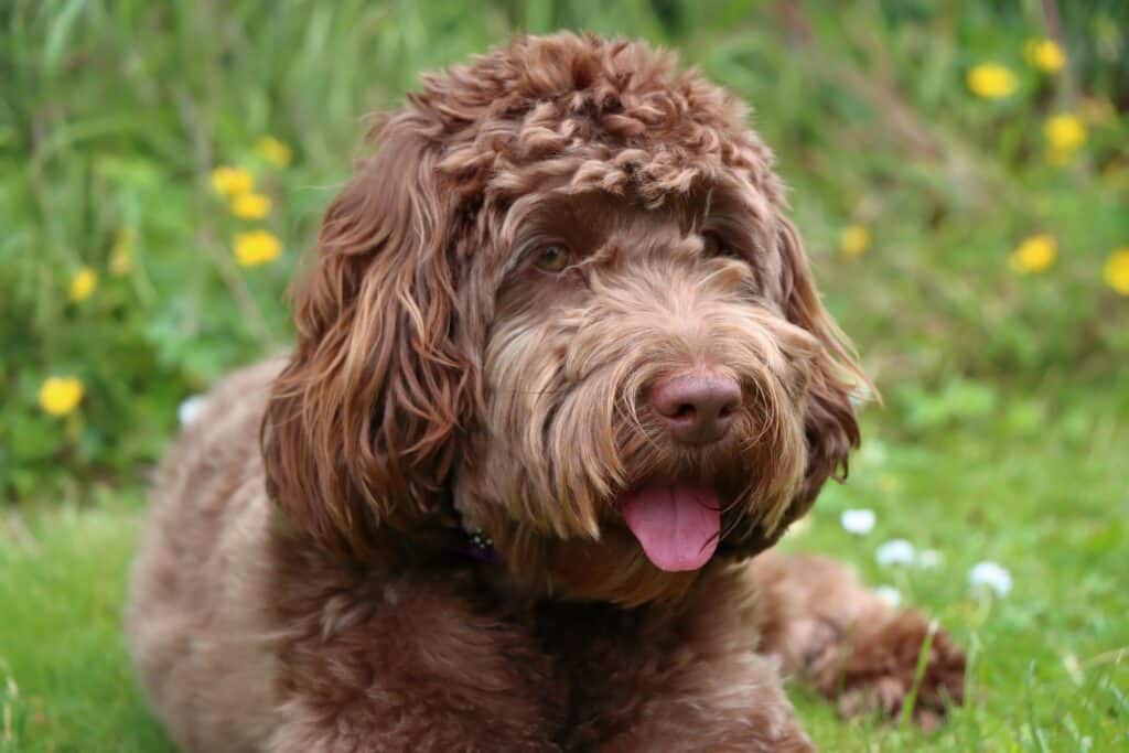 Cockapoo hotel hull - dog boarding