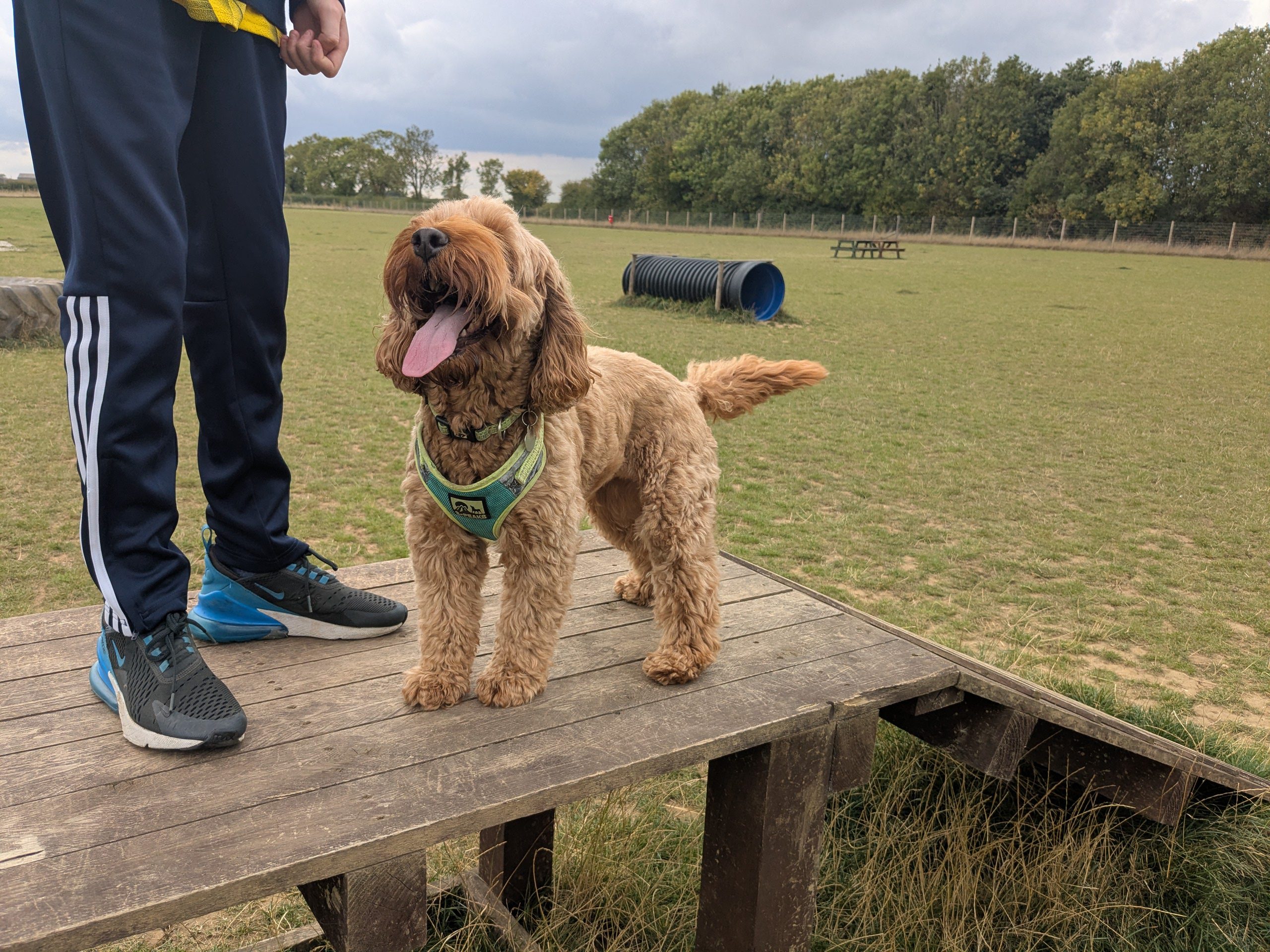 Cockapoo Home Boarding in Hull | One Dog at a Time