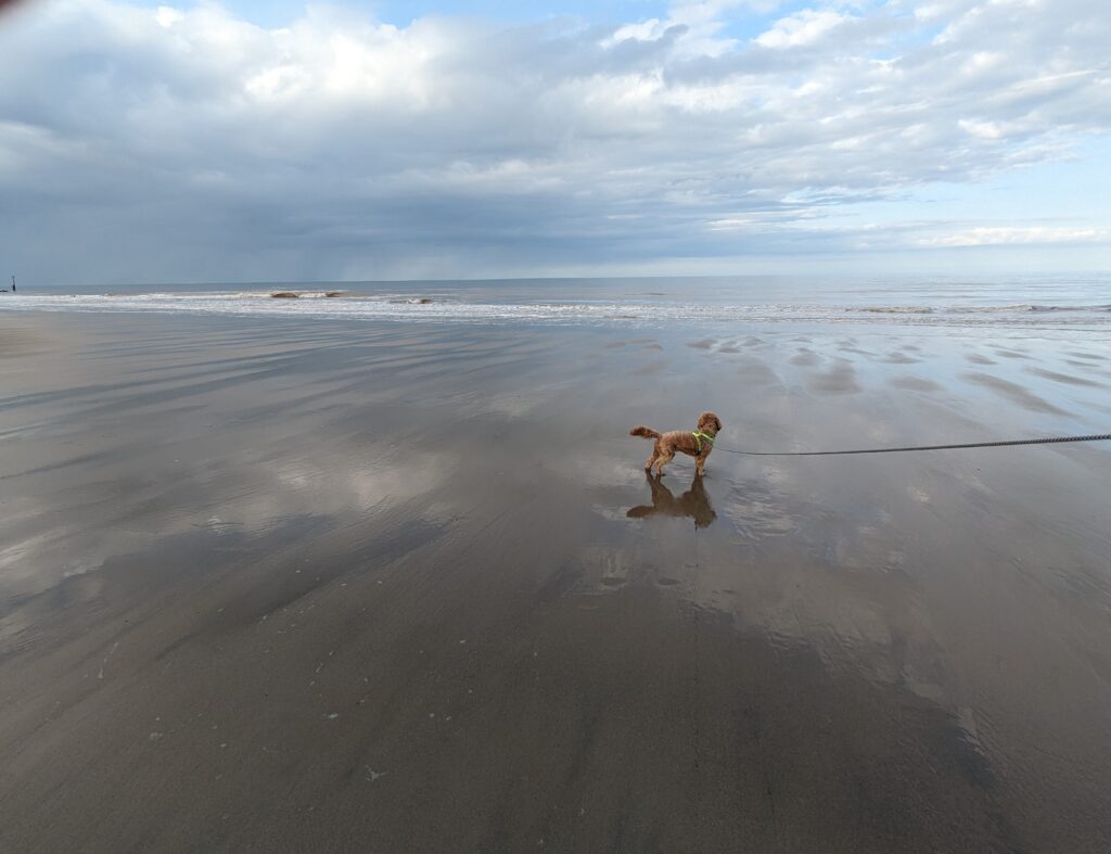 Day Trips for Cockapoos in hull and east riding of yorkshire