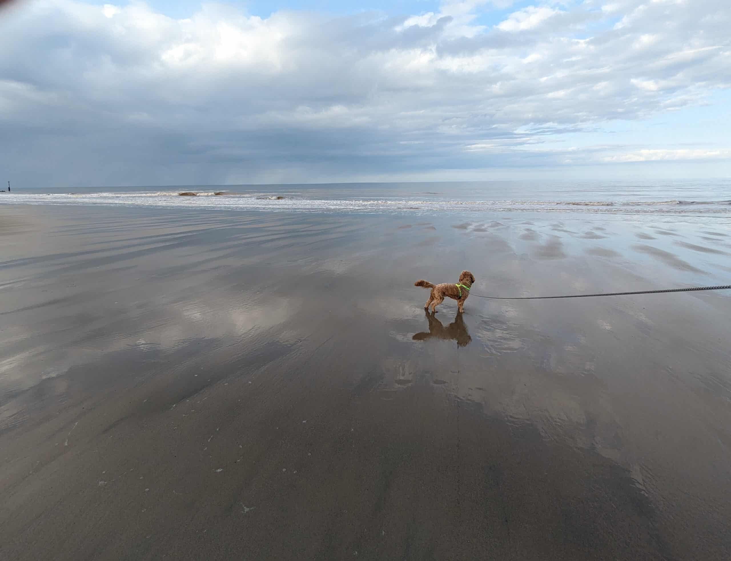 Day Trips for Cockapoos – East Yorkshire